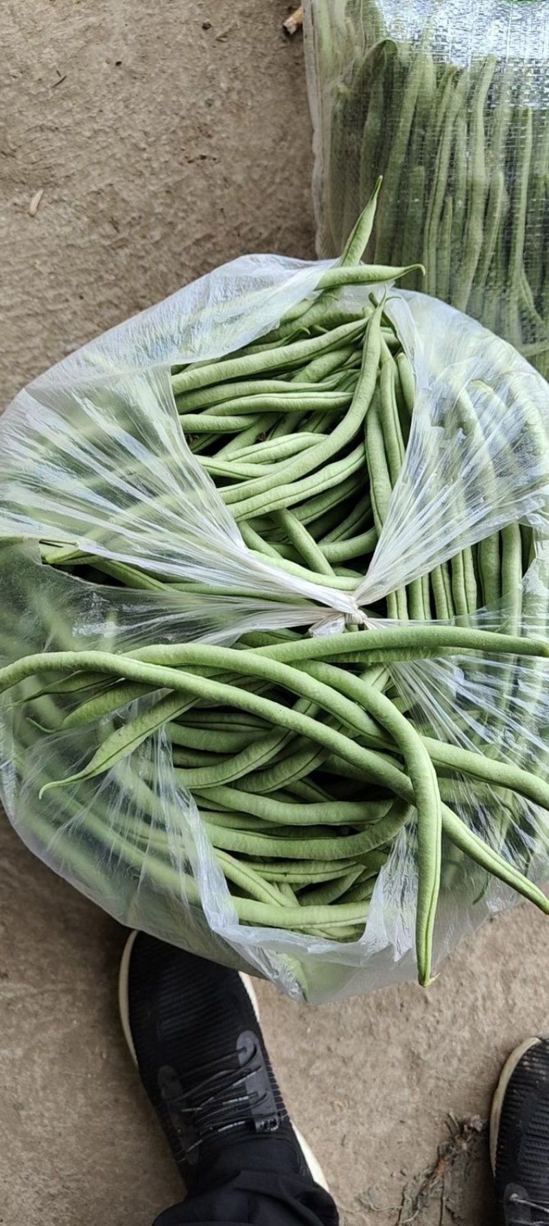 精品无筋豆武山县豆王量大从优欢迎新老客户
