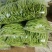 精品无筋豆武山县豆王量大从优欢迎新老客户