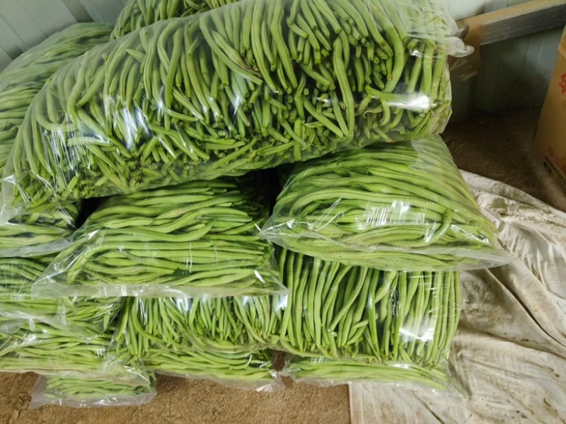 精品无筋豆武山县豆王量大从优欢迎新老客户