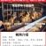 巨型黄莎维麦脱鹌鹑活体非洲黑法国巨型法巨鹌鹑活物中华白羽