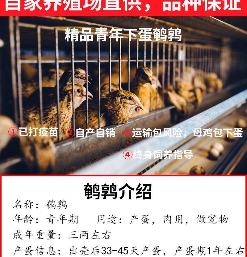 巨型黄莎维麦脱鹌鹑活体非洲黑法国巨型法巨鹌鹑活物中华白羽