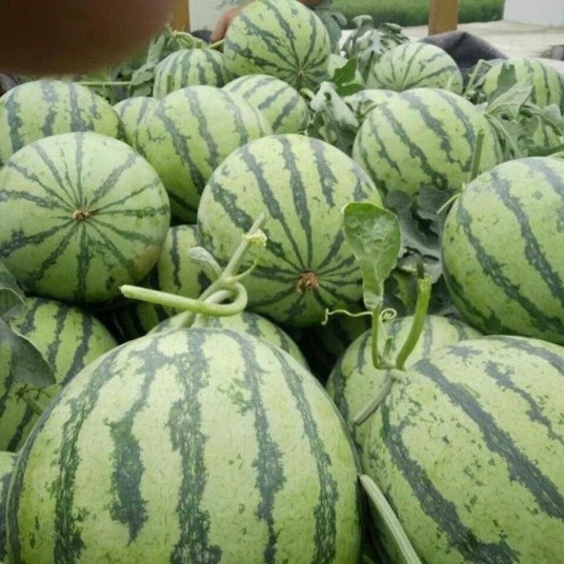 精品西瓜，产地直发，大量上市可视频看货，提供物流