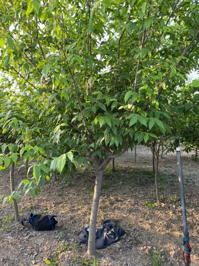 腊梅苗木好成活2-10公分腊梅规格齐全欢迎老板实地考察