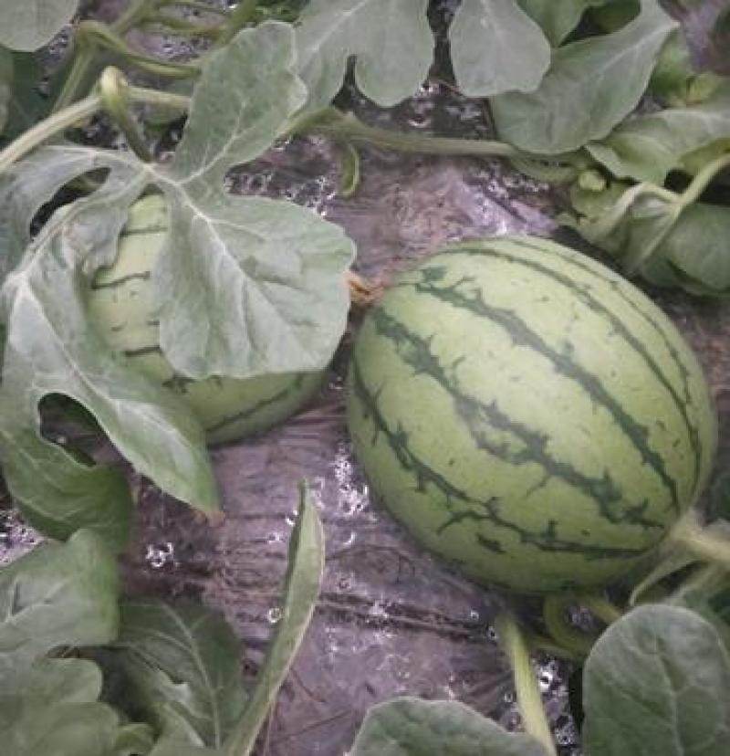 大荔县万亩甘美4K基地直发正在热卖中一手货源