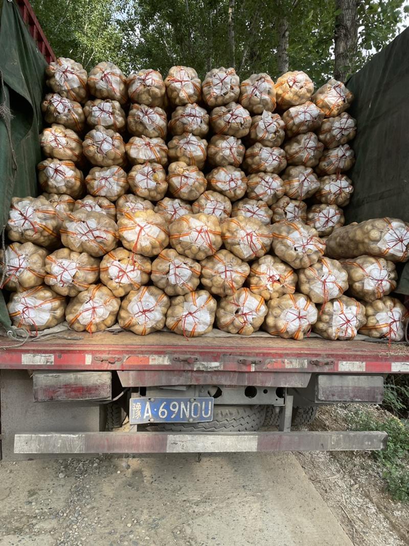河南精品土豆基地直供大量上市！质量保证支持全国发货！