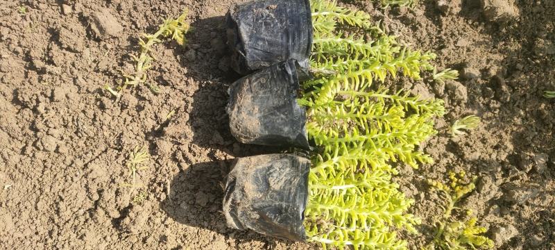 佛甲草金叶佛甲草黄金条基地直销，大量有货。长期有货