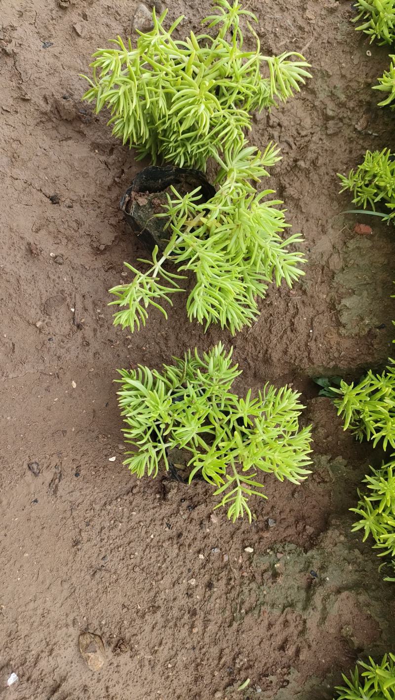 佛甲草金叶佛甲草黄金条基地直销，大量有货。长期有货