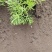 佛甲草金叶佛甲草黄金条基地直销，大量有货。长期有货