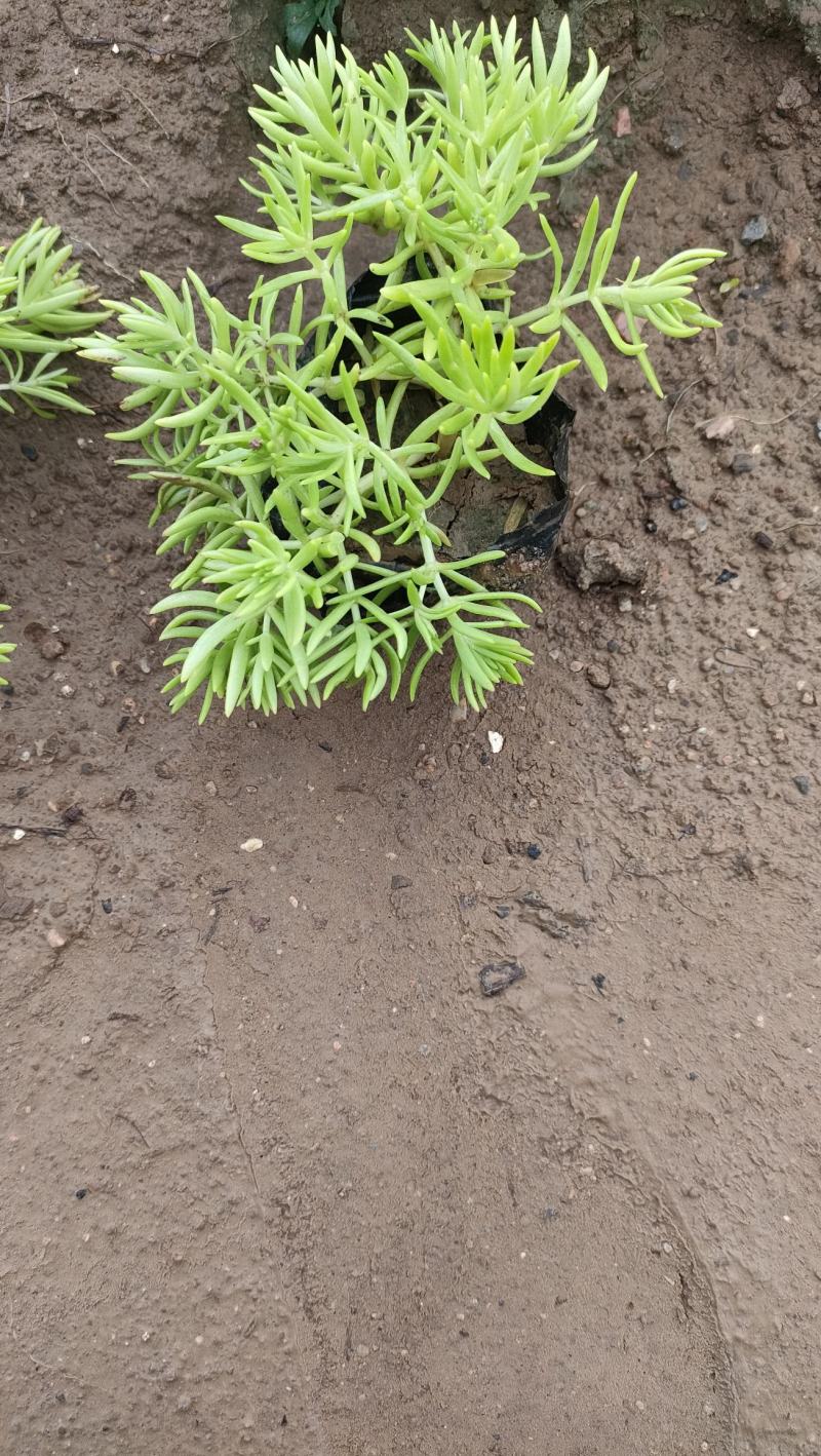 佛甲草金叶佛甲草黄金条基地直销，大量有货。长期有货