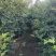 树葡萄，嘉宝果。