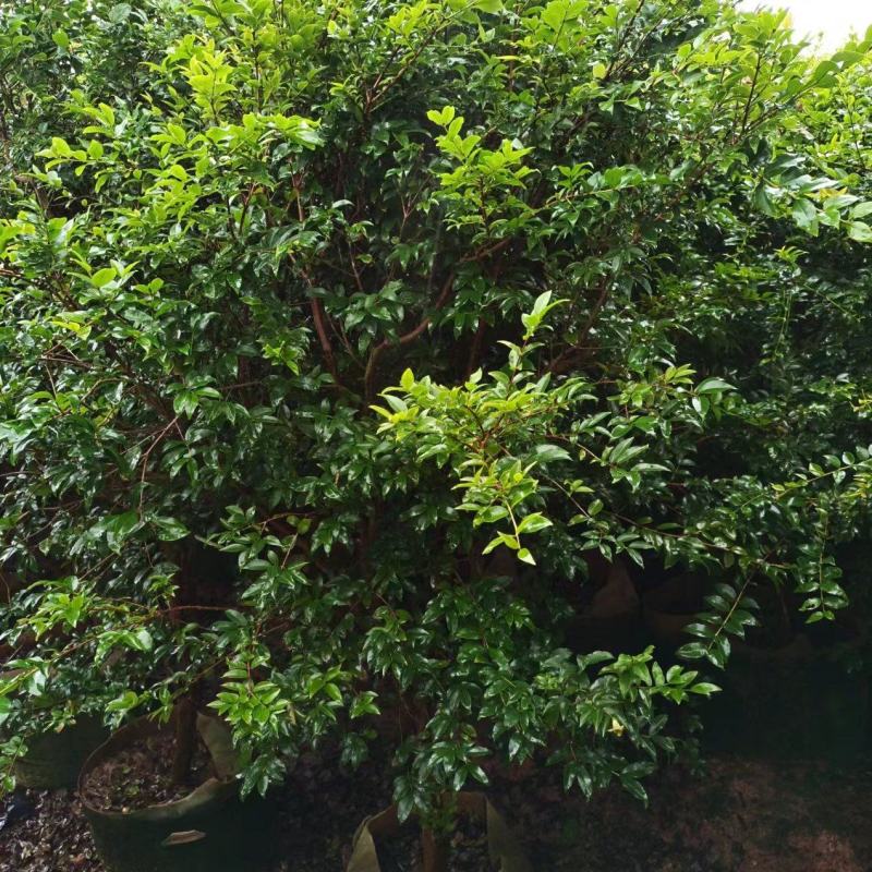 树葡萄，嘉宝果。