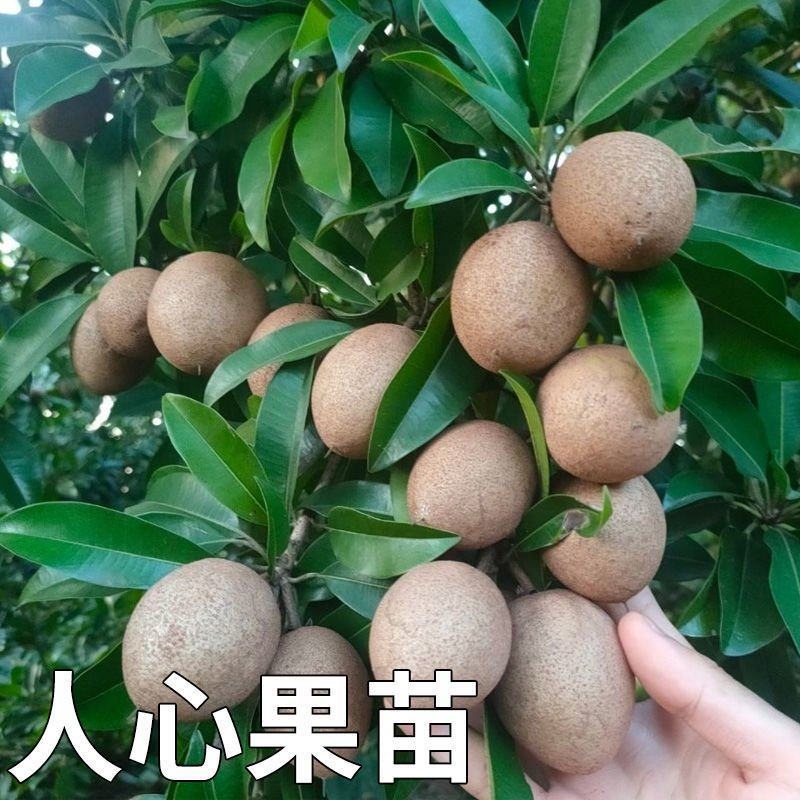 人心果苗一年四季开花结果，产量高，耐寒品种