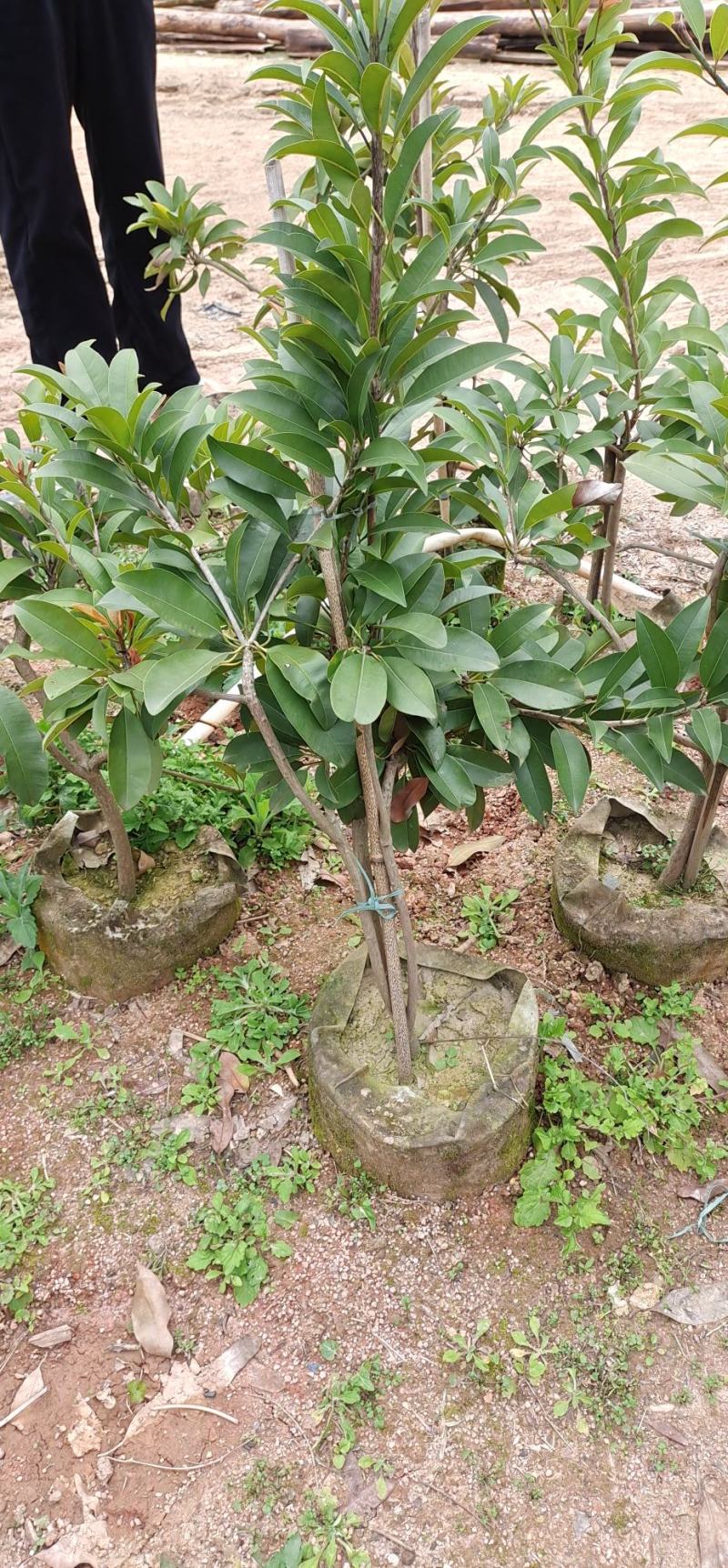 人心果苗一年四季开花结果，产量高，耐寒品种