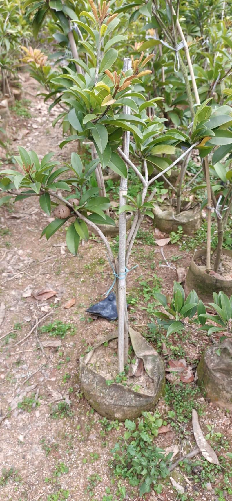 人心果苗一年四季开花结果，产量高，耐寒品种