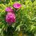 营养杯四季玫瑰苗高50厘米以上丰花月季墙薇