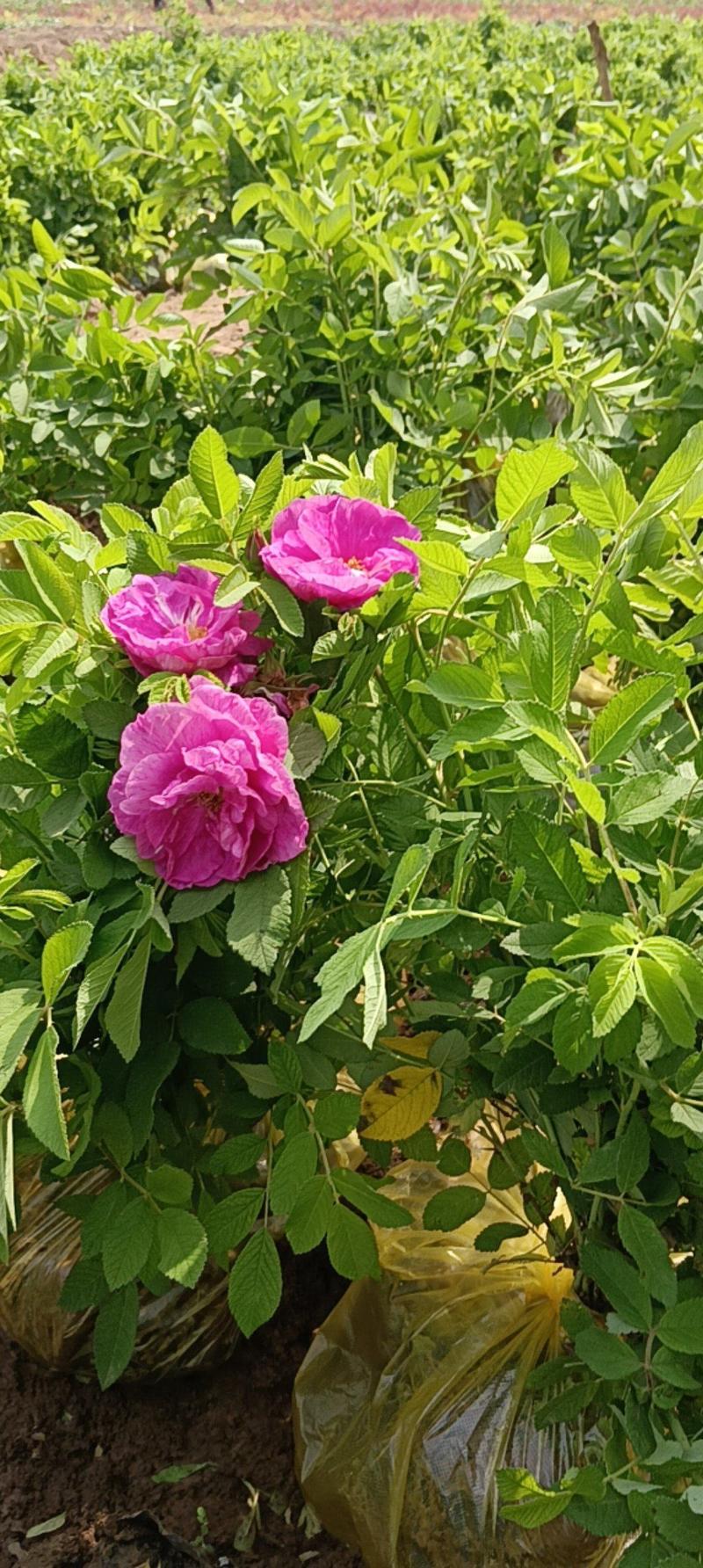 营养杯四季玫瑰苗高50厘米以上丰花月季墙薇