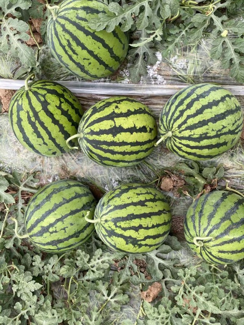 吊瓜