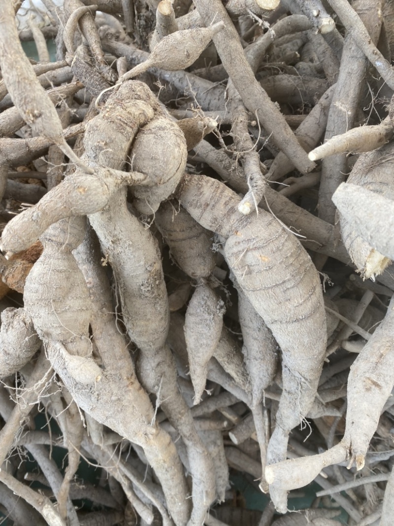 小叶牛，统货，修剪数根，现挖现出