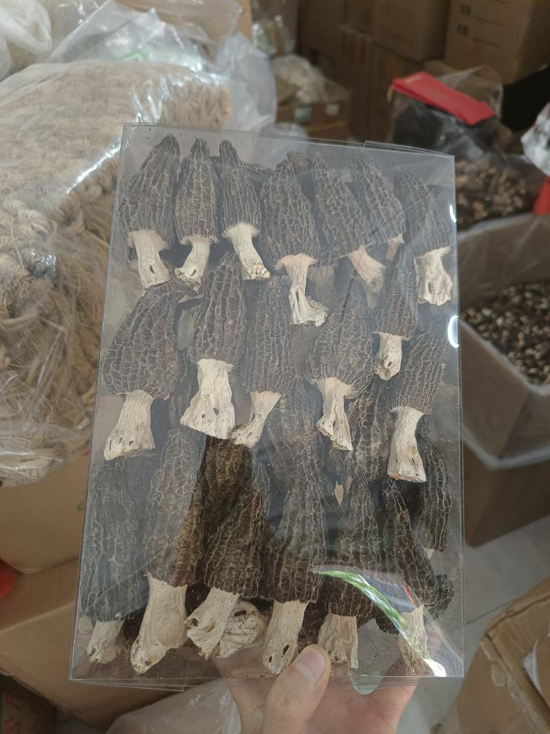 产地直供羊肚菌，各种规格齐全质量保证全国发货