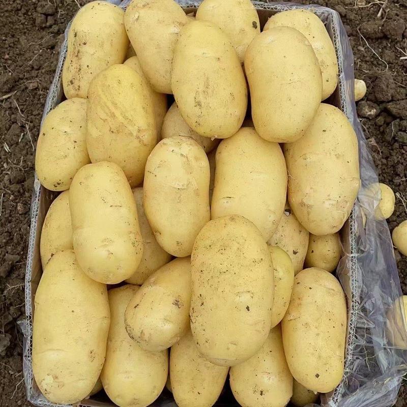 荷兰十五土豆，长年大量供应全国，质量保障，支持全国发货！