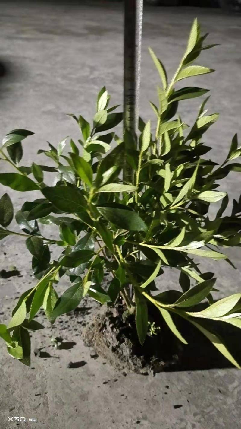 各种规格、品种苗木（金叶、毛娟、杜鹃、红叶石楠、海桐等）