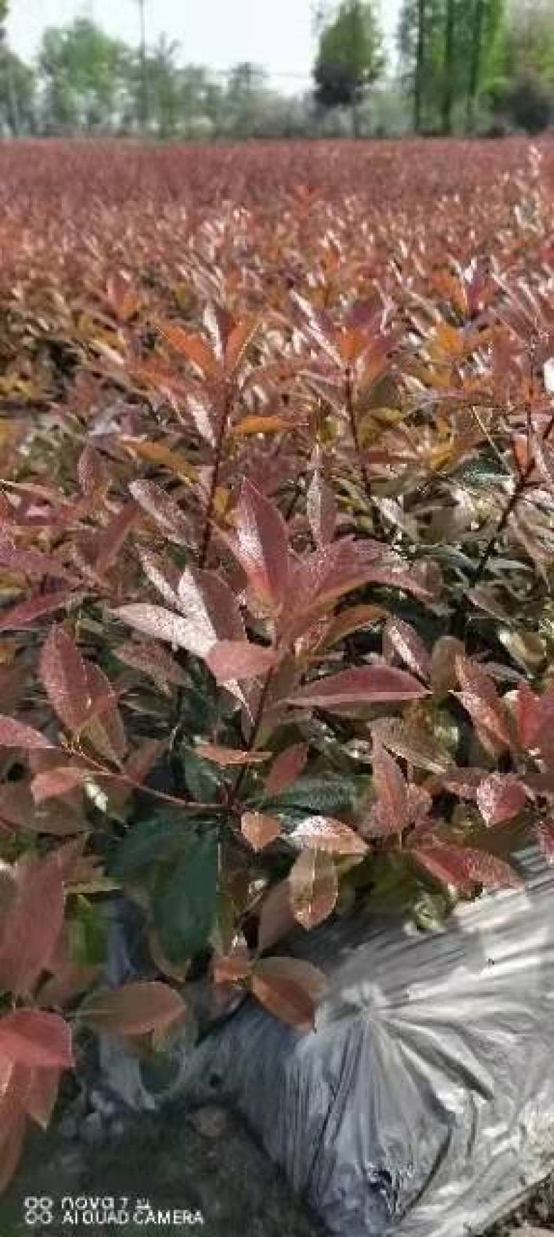 各种规格、品种苗木（金叶、毛娟、杜鹃、红叶石楠、海桐等）