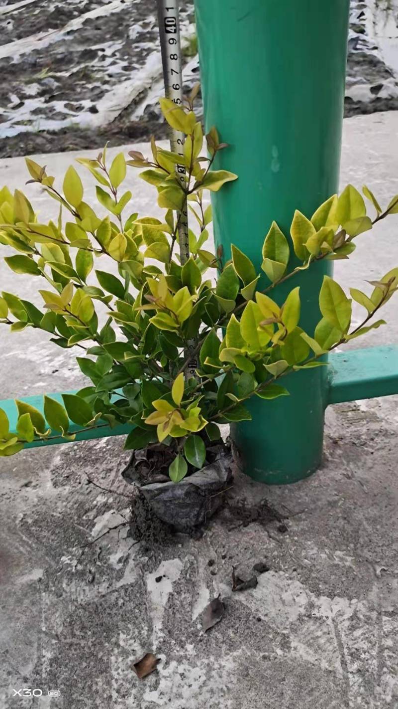 各种规格、品种苗木（金叶、毛娟、杜鹃、红叶石楠、海桐等）