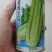 超级皇后西芹种子西芹种籽芹菜四季芹菜籽早熟抗病西芹菜