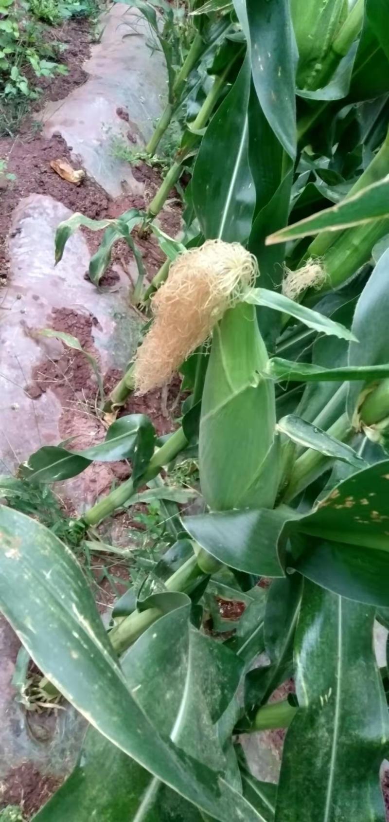 白糯
