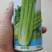 超级皇后西芹种子西芹种籽芹菜四季芹菜籽早熟抗病西芹菜