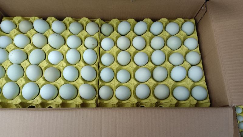 480枚精品绿壳鸡蛋，一手货源，质优价廉，全国发货。
