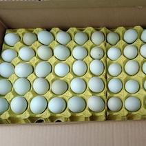 480枚精品绿壳鸡蛋，一手货源，质优价廉，全国发货。