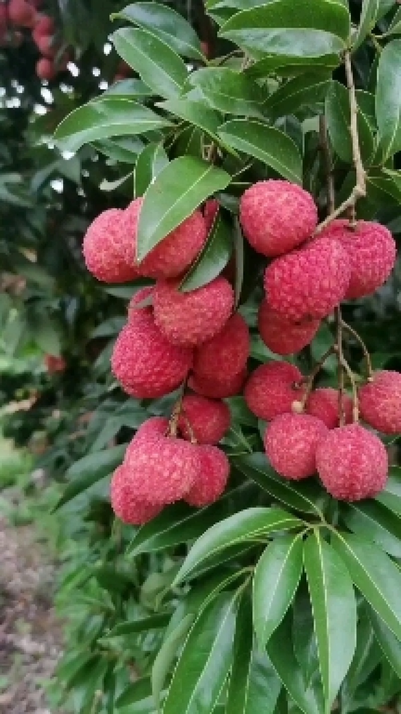 桂味荔枝，大量有货，产地直发，欢迎各位老板咨询采购