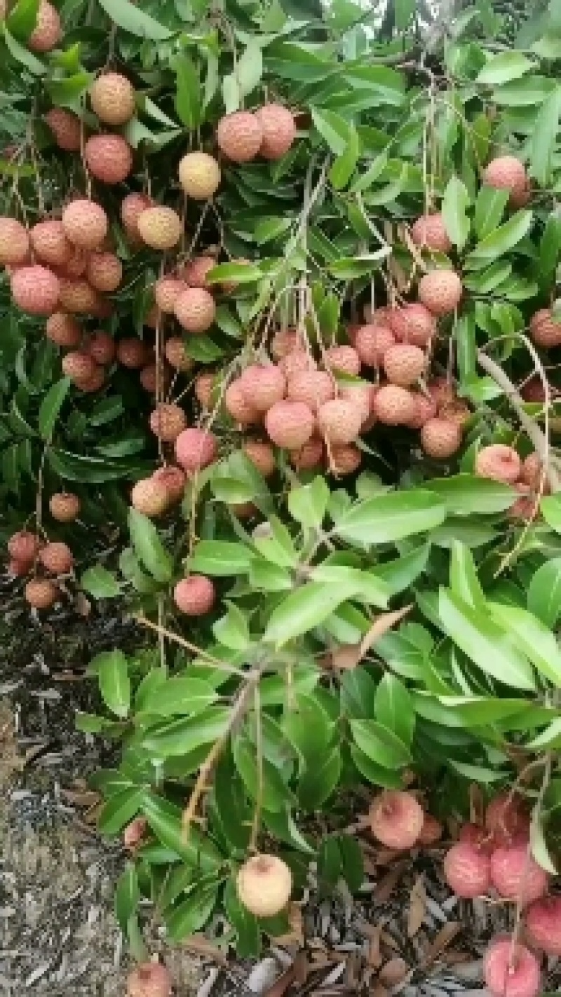 桂味荔枝，大量有货，产地直发，欢迎各位老板咨询采购