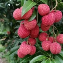 桂味荔枝，大量有货，产地直发，欢迎各位老板咨询采购