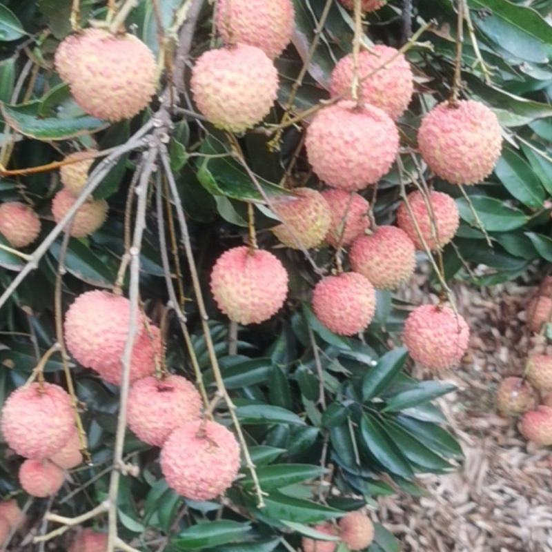 桂味荔枝，大量有货，产地直发，欢迎各位老板咨询采购