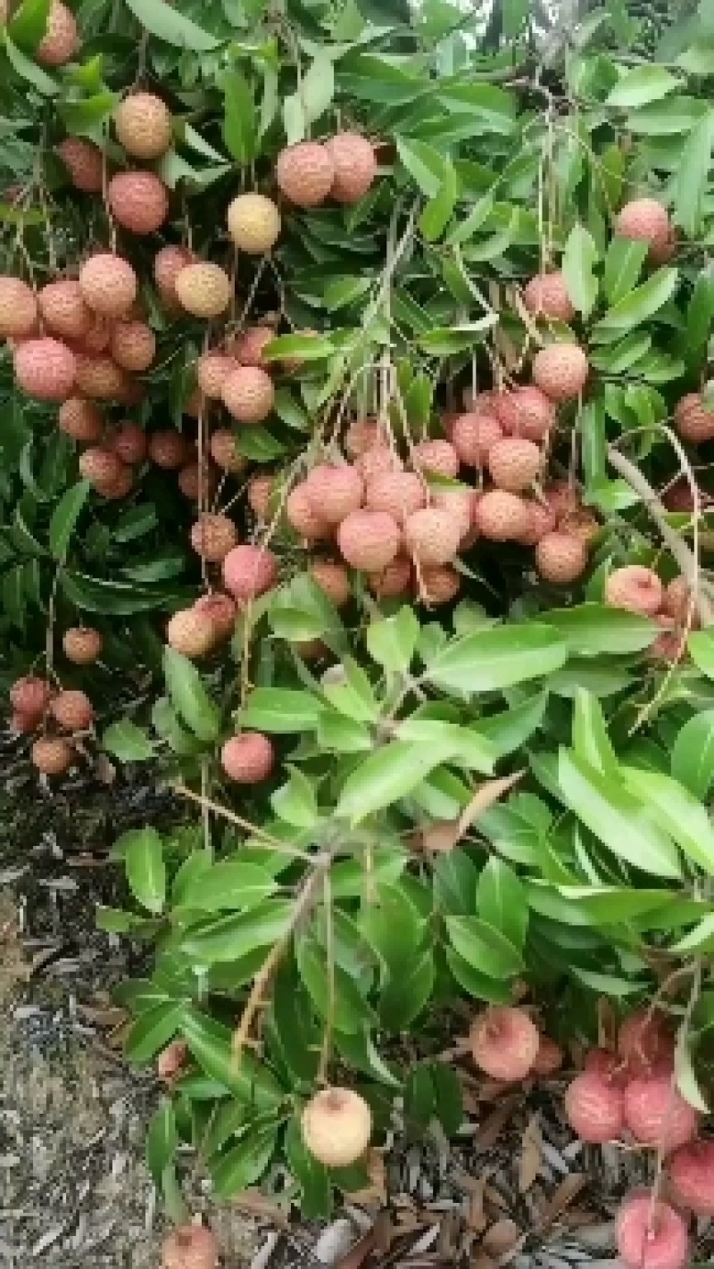 桂味荔枝，大量有货，产地直发，欢迎各位老板咨询采购