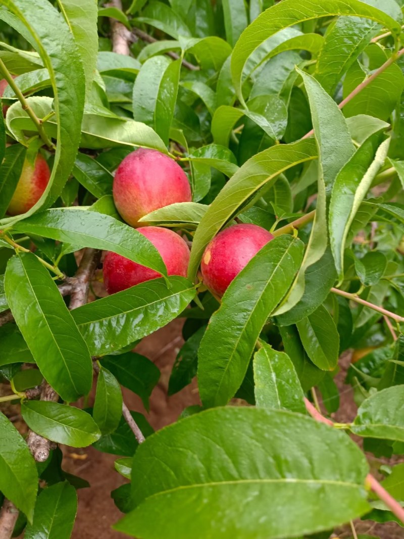 襄阳中油油桃曙光金蕾518/毛桃红不软，特早红突围桃
