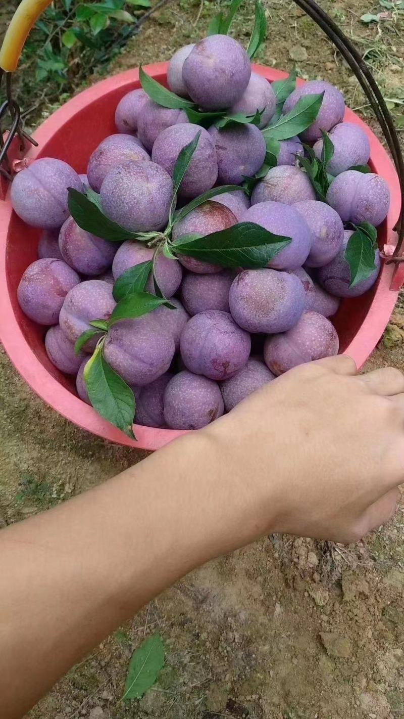 正宗钱排红心三华李自家果园采摘发现货