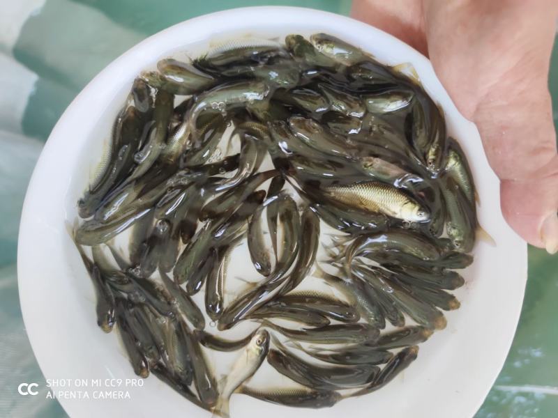 草鱼苗长身草鱼苗鲩鱼苗花鲢鱼青鱼苗水花批发