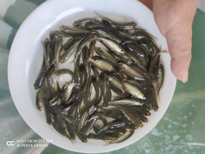 草鱼苗长身草鱼苗鲩鱼苗花鲢鱼青鱼苗水花批发