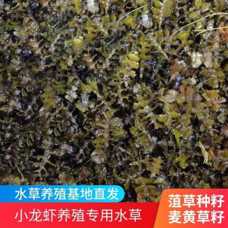 菹草麦黄草8月上市，养鱼虾蟹低温专用水藻