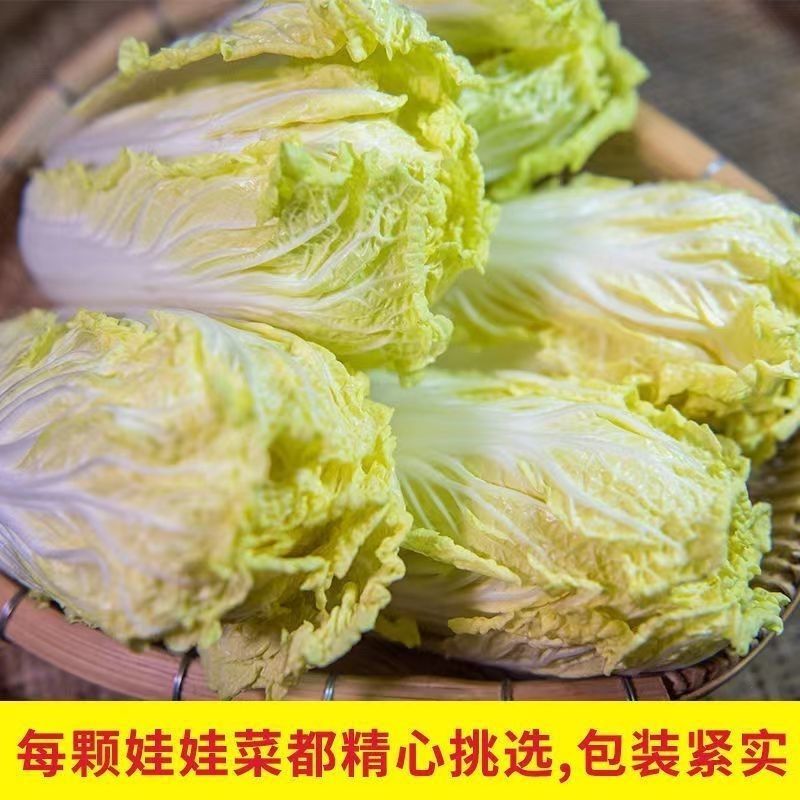 甘肃娃娃菜，货源充足稳定，实力商家，诚信经营，欢迎选购