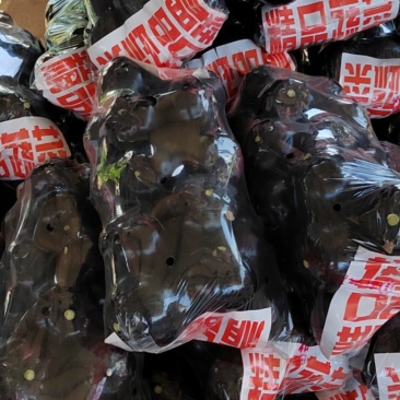 精品圆茄