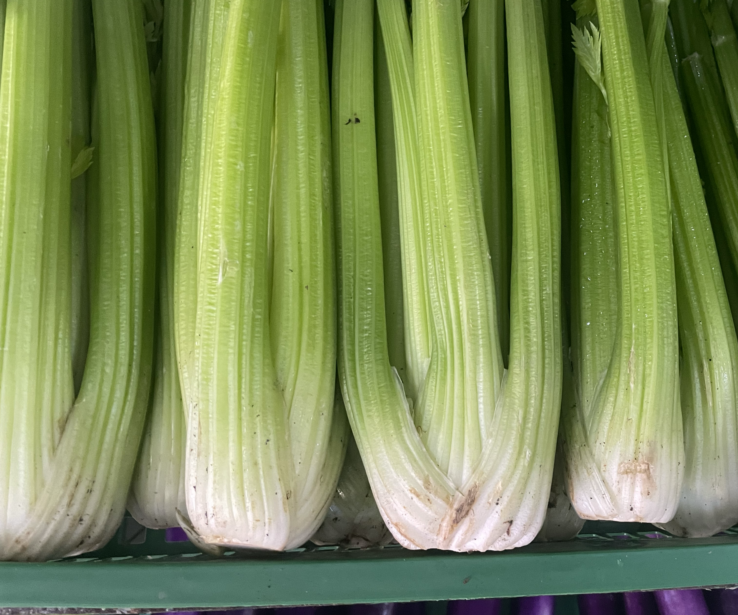 切开的西芹茎横截面