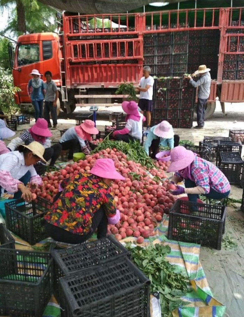 湖北毛桃特早红，突围，美翠大量上市，现摘现发，欢迎考察