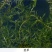 菹草麦黄草8月上市，养鱼虾蟹低温专用水藻