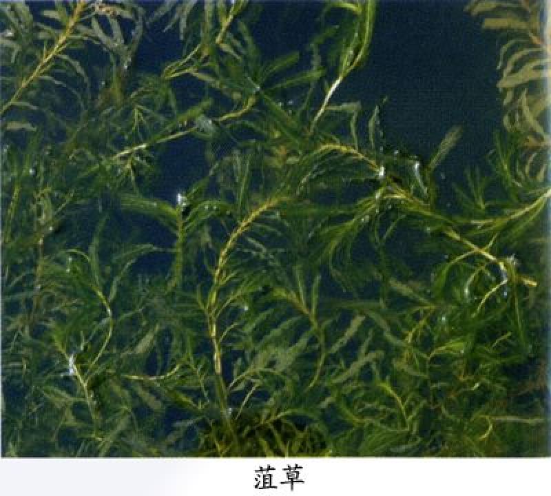 菹草麦黄草8月上市，养鱼虾蟹低温专用水藻