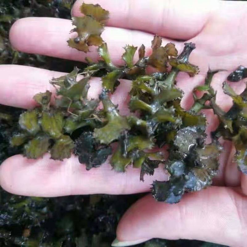 菹草麦黄草8月上市，养鱼虾蟹低温专用水藻