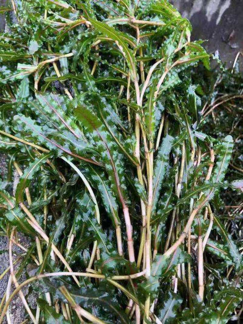 菹草麦黄草8月上市，养鱼虾蟹低温专用水藻
